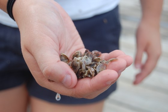 baby oysters that grow 1 mm per day