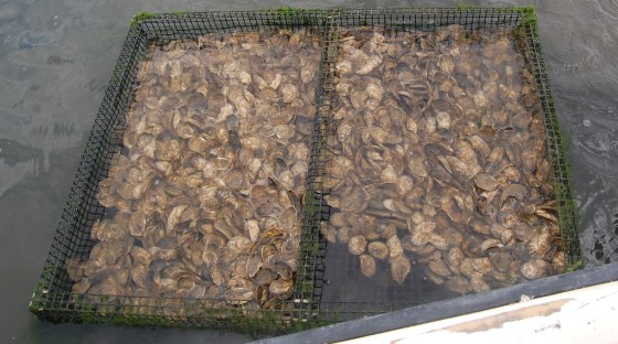 more mature oysters in their crates