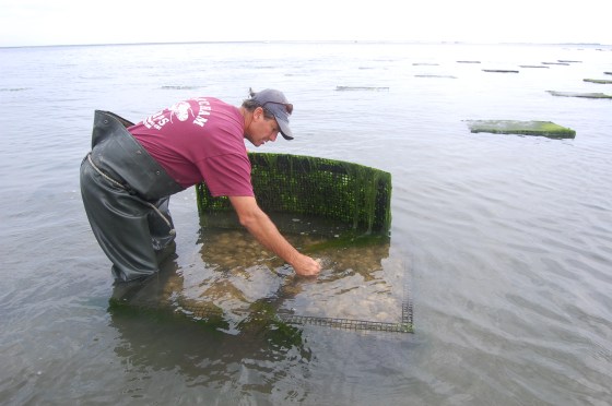 Skip checking on his oysters