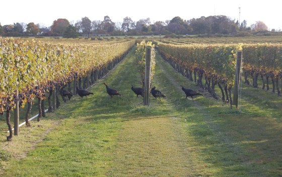 A family of wild turkeys doing their best Abbey Road impression