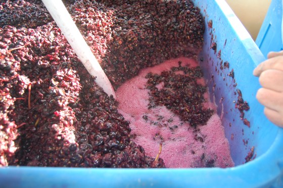 A bin containing skins at the top and what will be wine at the bottom